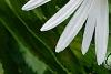 Nipponanthemum nipponicum, flowers