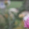 Onopordum acanthium, flowers