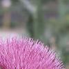 Onopordum acanthium, flowers