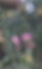 Onopordum acanthium, flowers