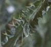 Onopordum acanthium, flowers