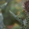 Onopordum acanthium, flowers