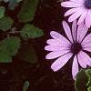 Osteospermum ecklonis 'Passion Mix', flowers
