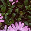 Osteospermum ecklonis 'Passion Mix', flowers