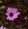 Osteospermum ecklonis 'Passion Mix', flowers