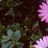 Osteospermum ecklonis 'Passion Mix', flowers