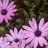 Osteospermum ecklonis 'Passion Mix', flowers