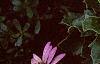 Osteospermum ecklonis 'Passion Mix', flowers