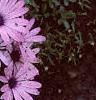 Osteospermum ecklonis 'Passion Mix', flowers