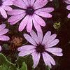 Osteospermum ecklonis 'Passion Mix', flowers