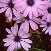 Osteospermum ecklonis 'Passion Mix', flowers