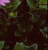 Osteospermum ecklonis 'Passion Mix', flowers