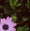 Osteospermum ecklonis 'Passion Mix', flowers