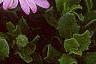 Osteospermum ecklonis 'Passion Mix', flowers