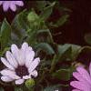 Osteospermum ecklonis 'Passion Mix', flowers
