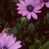 Osteospermum ecklonis 'Passion Mix', flowers