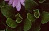 Osteospermum ecklonis 'Passion Mix', flowers