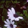 Osteospermum ecklonis 'Passion Mix', flowers