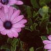 Osteospermum ecklonis 'Passion Mix', flowers