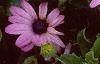 Osteospermum ecklonis 'Passion Mix', flowers