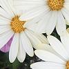 Osteospermum ecklonis 'White Lightning', flowers