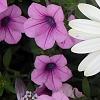 Osteospermum ecklonis 'White Lightning', flowers