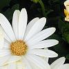 Osteospermum ecklonis 'White Lightning', flowers