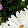 Osteospermum ecklonis 'White Lightning', flowers