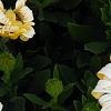 Osteospermum ecklonis 'White Lightning', flowers