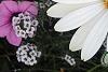 Osteospermum ecklonis 'White Lightning', flowers