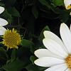 Osteospermum ecklonis 'White Lightning', flowers