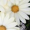 Osteospermum ecklonis 'White Lightning', flowers