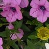 Osteospermum ecklonis 'White Lightning', flowers