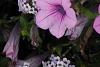 Osteospermum ecklonis 'White Lightning', flowers