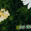 Osteospermum ecklonis 'White Lightning', flowers