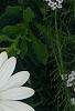 Osteospermum ecklonis 'White Lightning', flowers