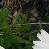 Osteospermum ecklonis 'White Lightning', flowers