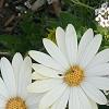 Osteospermum ecklonis 'White Lightning', flowers
