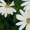 Osteospermum ecklonis 'White Lightning', flowers