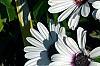 Osteospermum 'Soprano White', flowers