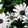 Osteospermum 'Soprano White', flowers