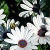 Osteospermum 'Soprano White', flowers