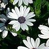 Osteospermum 'Soprano White', flowers