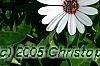 Osteospermum 'Soprano White', flowers