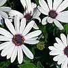 Osteospermum 'Soprano White', flowers