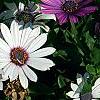 Osteospermum 'Soprano White', flowers