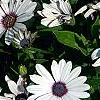 Osteospermum 'Soprano White', flowers