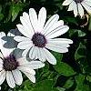 Osteospermum 'Soprano White', flowers