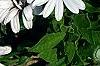 Osteospermum 'Soprano White', flowers