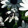 Osteospermum 'Soprano White', flowers